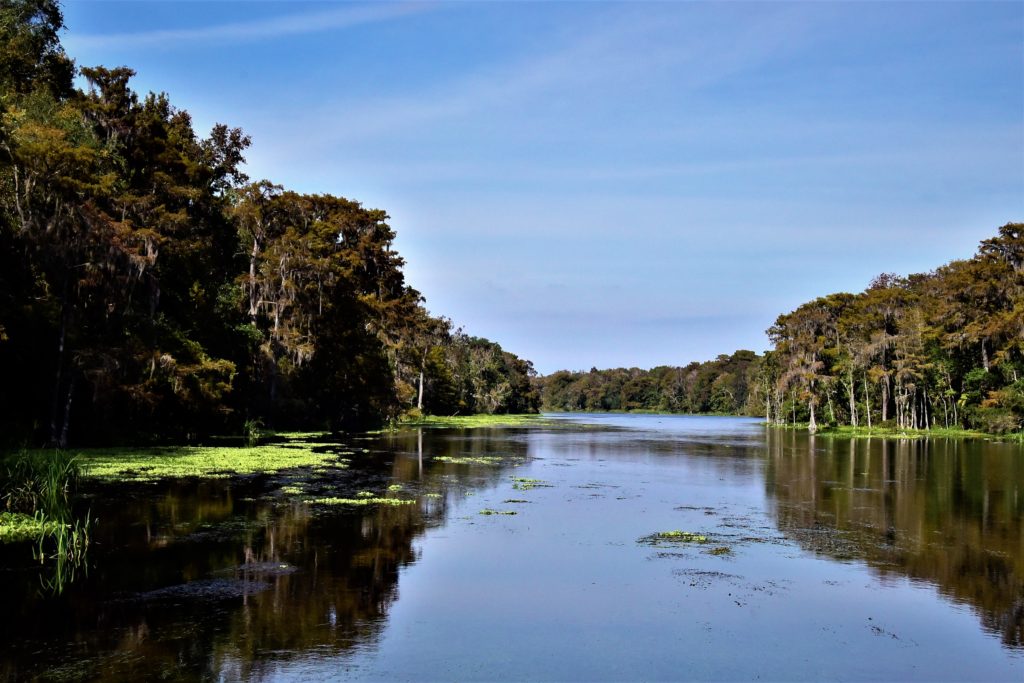 View of a river, lined on both sides by cypress trees