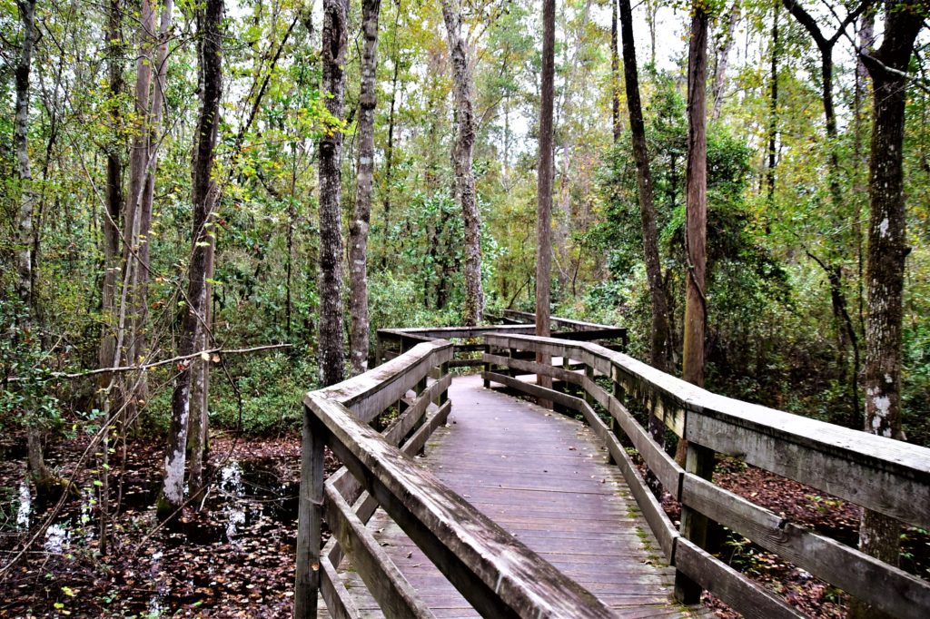 Long wooden boardwalk through natural swamp