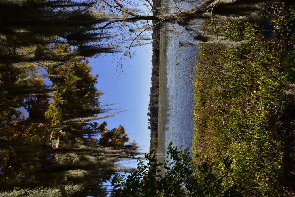 lake viewed beneath the moss hanging in the trees, with sea grass at the bottof of the scene