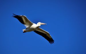 White Pelican flying in blue sky
