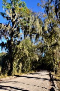 sand road, shaded by canopy of trees with Spanish moss