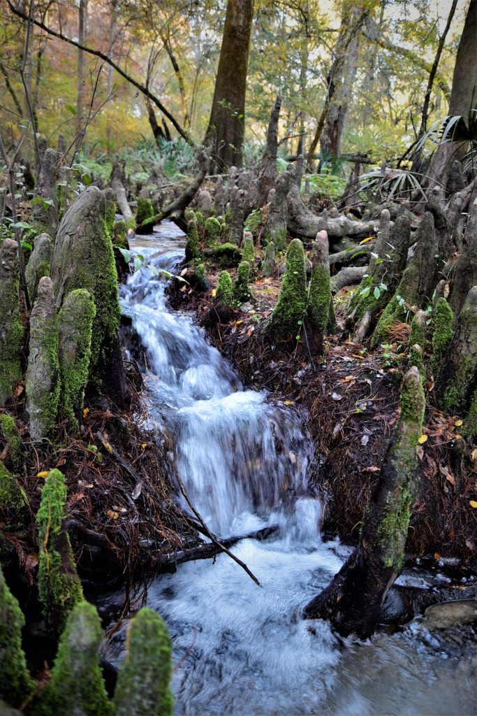 An undiscovered stream rushing in between cypress knees covered in bright green moss