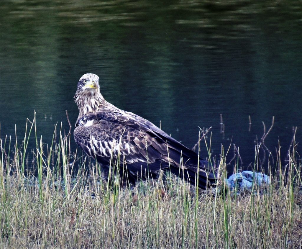 A young Bald Eagle beside lake