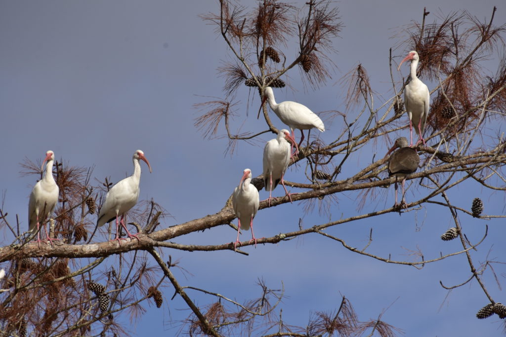 7 White Ibis in a tree top