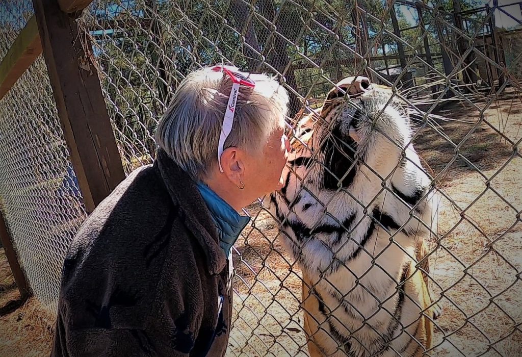 woman kissing a tiger with a fence between