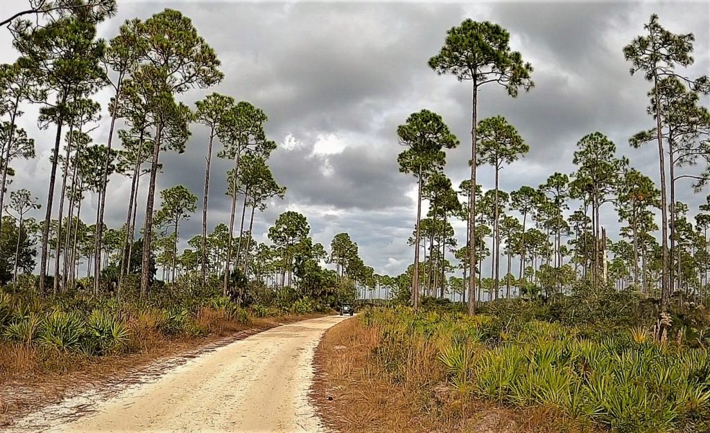 a packed dirt road through scrub palms and tall pines with grey skys