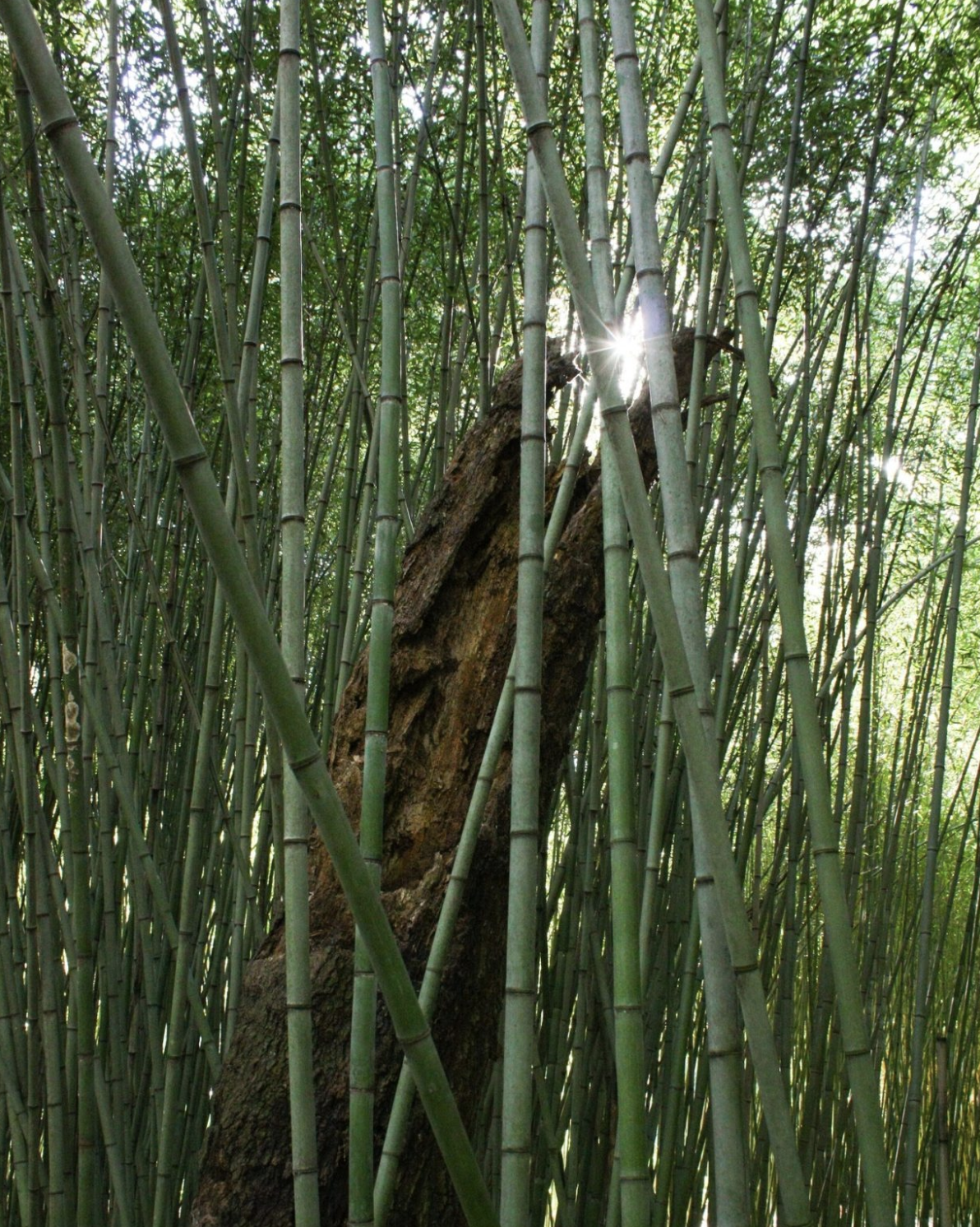 Bamboo Sale at Kanapaha Botanical Gardens