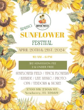 Bryer Patch Spring Sunflower Festival