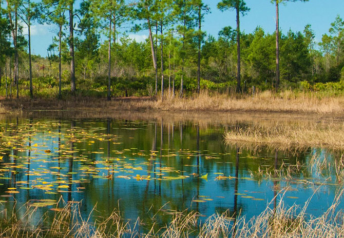 Forests and Wildlife Refuges