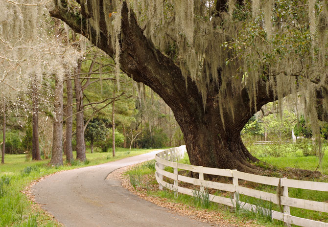 Live Oak